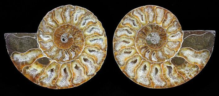 Polished Ammonite Pair - Agatized #56290